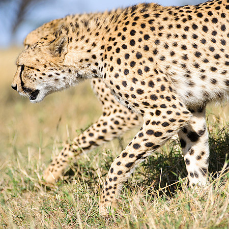 African cheetahs stalk during a hunt in Maasai Mara Kenya Africa