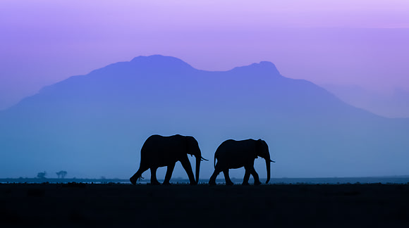 African elephants silhouette against sunset in Amboseli